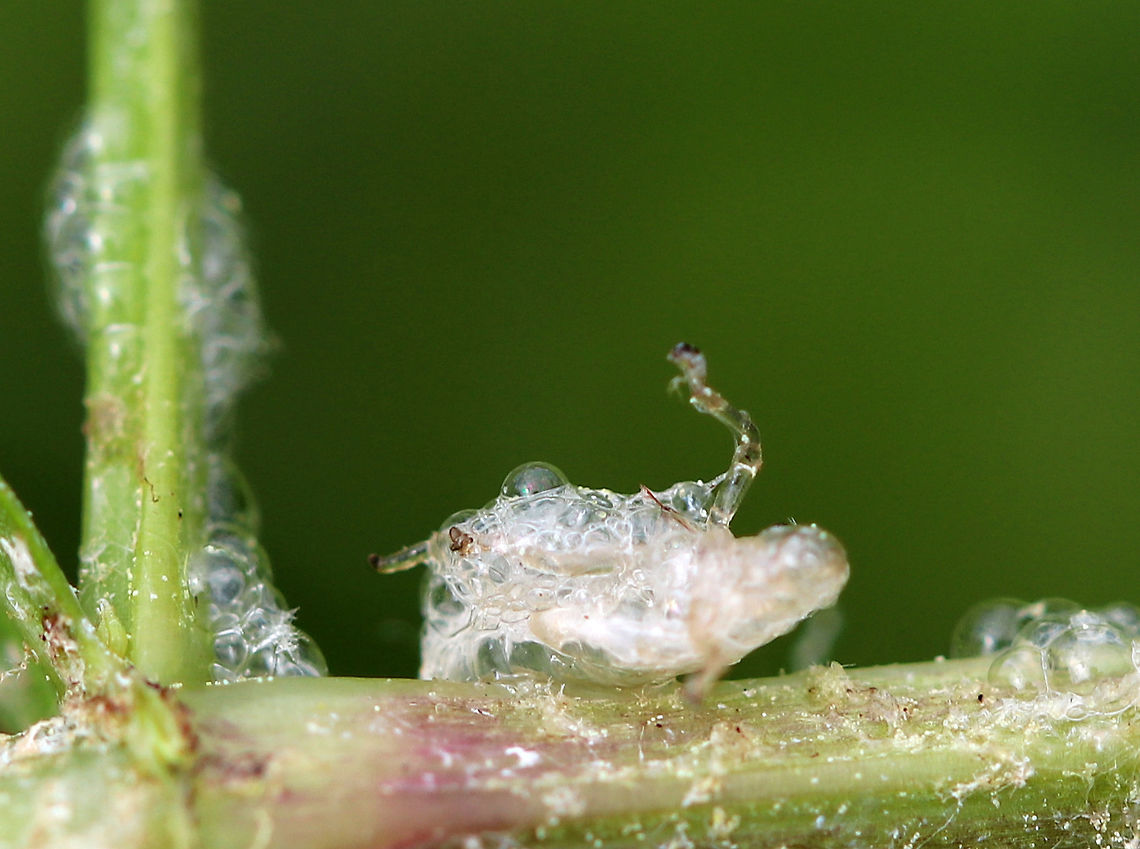 Spittlebug Exuvia - Superfamily Cercopoidea Froghoppers have incomplete metamorphosis, and their life stages are: egg-nymph-adult. The nymphs are called spittlebugs and they live inside foam that they create. The foam, or "spit" protects them from dessication and predation. Once the nymphal stage is complete, the adult froghopper emerges, leaving a cast skin (exuvia/exuvium) as pictured.<br />
<br />
I found lots of spittlebugs in a meadow. The photo shows the remnants of a nymph's shed skin after molting. Cercopoidea,Geotagged,Spring,United States,cuckoo spit,exuvia,exuviae,exuvium,froghopper,froghopper nymph,molt,shed skin,signs of wildlife,spittlebug,spittlebug exuvia
