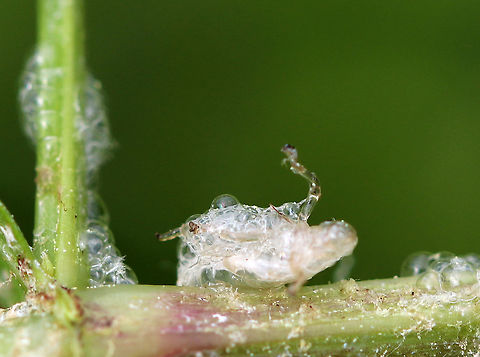 Spittlebug Exuvia - Superfamily Cercopoidea Froghoppers have incomplete metamorphosis, and their life stages are: egg-nymph-adult. The nymphs are called spittlebugs and they live inside foam that they create. The foam, or "spit" protects them from dessication and predation. Once the nymphal stage is complete, the adult froghopper emerges, leaving a cast skin (exuvia/exuvium) as pictured.
I found lots of spittlebugs in a meadow. The photo shows the remnants of a nymph's shed skin after molting. Cercopoidea,Geotagged,Spring,United States,cuckoo spit,exuvia,exuviae,exuvium,froghopper,froghopper nymph,molt,shed skin,signs of wildlife,spittlebug,spittlebug exuvia
