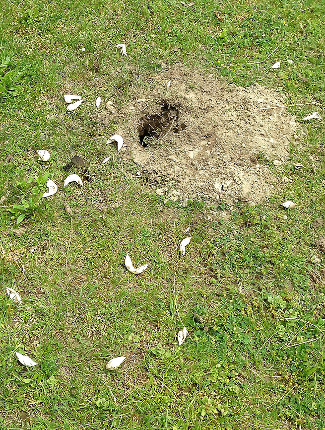 Eastern Painted Turtle Eggs - Chrysemys picta picta This turtle nest was unfortunately destroyed by a predator - probably a red fox (Vulpes vulpes), but possible a raccoon (Procyon lotor). I found two sites where the eggs had been dug up on the side of this pond.<br />
<br />
Painted turtle nests are vase-shaped and are usually dug in sandy soil within 200 m of water.  The female digs with her hind feet. She lubricates the area with urine, and once the nest is complete, she deposits eggs into the hole. The freshly laid eggs are white, elliptical, and flexible. <br />
<br />
<figure class="photo"><a href="https://www.jungledragon.com/image/61016/eastern_painted_turtle_eggs_-_chrysemys_picta_picta.html" title="Eastern Painted Turtle Eggs - Chrysemys picta picta"><img src="https://s3.amazonaws.com/media.jungledragon.com/images/3232/61016_thumb.jpg?AWSAccessKeyId=05GMT0V3GWVNE7GGM1R2&Expires=1769040010&Signature=nBSzG9zsZXfQ7PCHN515Qy5kU%2Fw%3D" width="200" height="154" alt="Eastern Painted Turtle Eggs - Chrysemys picta picta This turtle nest was unfortunately destroyed by a predator - probably a red fox (Vulpes vulpes), but possible a raccoon (Procyon lotor). I found two sites where the eggs had been dug up on the side of this pond.<br />
<br />
 Painted turtle nests are vase-shaped and are usually dug in sandy soil within 200 m of water. The female digs with her hind feet. She lubricates the area with urine, and once the nest is complete, she deposits eggs into the hole. The freshly laid eggs are white, elliptical, and flexible. <br />
<br />
https://www.jungledragon.com/image/61015/eastern_painted_turtle_eggs_-_chrysemys_picta_picta.html Chrysemys,Chrysemys picta,Chrysemys picta picta,Eastern Painted Turtle Eggs,Geotagged,Painted turtle,Spring,United States,eggs,nest,painted turtle eggs,signs of wildlife,turtle eggs" /></a></figure> Chrysemys,Chrysemys picta,Chrysemys picta picta,Eastern Painted Turtle Eggs,Geotagged,Painted turtle,Spring,United States,eggs,nest,painted turtle eggs,signs of wildlife,turtle eggs