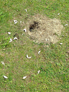Eastern Painted Turtle Eggs - Chrysemys picta picta This turtle nest was unfortunately destroyed by a predator - probably a red fox (Vulpes vulpes), but possible a raccoon (Procyon lotor). I found two sites where the eggs had been dug up on the side of this pond.

Painted turtle nests are vase-shaped and are usually dug in sandy soil within 200 m of water.  The female digs with her hind feet. She lubricates the area with urine, and once the nest is complete, she deposits eggs into the hole. The freshly laid eggs are white, elliptical, and flexible. 

https://www.jungledragon.com/image/61016/eggs2.html Chrysemys,Chrysemys picta,Chrysemys picta picta,Eastern Painted Turtle Eggs,Geotagged,Painted turtle,Spring,United States,eggs,nest,painted turtle eggs,signs of wildlife,turtle eggs