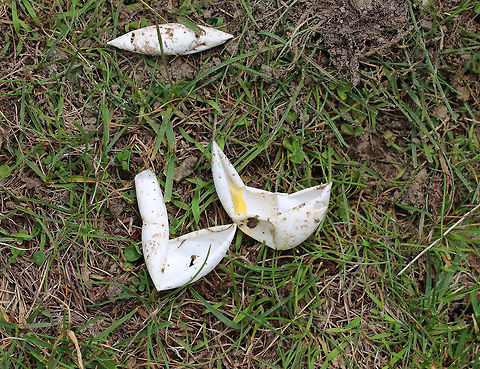 Eastern Painted Turtle Eggs - Chrysemys picta picta This turtle nest was unfortunately destroyed by a predator - probably a red fox (Vulpes vulpes), but possible a raccoon (Procyon lotor). I found two sites where the eggs had been dug up on the side of this pond.

 Painted turtle nests are vase-shaped and are usually dug in sandy soil within 200 m of water. The female digs with her hind feet. She lubricates the area with urine, and once the nest is complete, she deposits eggs into the hole. The freshly laid eggs are white, elliptical, and flexible. 

https://www.jungledragon.com/image/61015/eastern_painted_turtle_eggs_-_chrysemys_picta_picta.html Chrysemys,Chrysemys picta,Chrysemys picta picta,Eastern Painted Turtle Eggs,Geotagged,Painted turtle,Spring,United States,eggs,nest,painted turtle eggs,signs of wildlife,turtle eggs