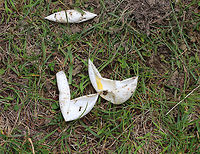 Eastern Painted Turtle Eggs - Chrysemys picta picta This turtle nest was unfortunately destroyed by a predator - probably a red fox (Vulpes vulpes), but possible a raccoon (Procyon lotor). I found two sites where the eggs had been dug up on the side of this pond.<br />
<br />
 Painted turtle nests are vase-shaped and are usually dug in sandy soil within 200 m of water. The female digs with her hind feet. She lubricates the area with urine, and once the nest is complete, she deposits eggs into the hole. The freshly laid eggs are white, elliptical, and flexible. <br />
<br />
https://www.jungledragon.com/image/61015/eastern_painted_turtle_eggs_-_chrysemys_picta_picta.html Chrysemys,Chrysemys picta,Chrysemys picta picta,Eastern Painted Turtle Eggs,Geotagged,Painted turtle,Spring,United States,eggs,nest,painted turtle eggs,signs of wildlife,turtle eggs