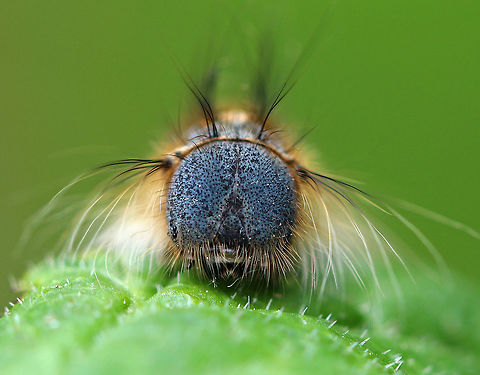 Forest Tent Caterpillar Mugshot - Malacosoma disstria Dark-gray to brownish-black background body color, highlighted by broad, pale-blue lines and thin, broken yellow lines extending along each side; dorsum of each abdominal segment has distinct whitish keyhole or shoeprint-shaped marking; body has fine, whitish, and sparsely distributed hairs.  Forest Tent Caterpillar,Forest tent caterpillar moth,Geotagged,Malacosoma,Malacosoma disstria,Spring,United States,caterpillar,moth week 2018,tent caterpillar