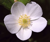 Canada Anemone - Anemone canadensis This plant has deeply divided and toothed basal leaves that grow from long, thin rhizomes. The flowers have 5 white, obovate sepals and 80-100 yellow stamens.<br />
<br />
A cluster of these plants was growing along the edge of a deciduous forest.<br />
<br />
https://www.jungledragon.com/image/61111/.html<br />
Anemone canadensis,Geotagged,Spring,United States,anemone canadensis
