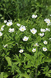 Canada Anemone - Anemone canadensis This plant has deeply divided and toothed basal leaves that grow from long, thin rhizomes.  The flowers have 5 white, obovate sepals and 80-100 yellow stamens.<br />
<br />
A cluster of these plants was growing along the edge of a deciduous forest.<br />
<br />
https://www.jungledragon.com/image/61108/.html Anemone canadensis,Geotagged,Spring,United States,anemone,canada anemone