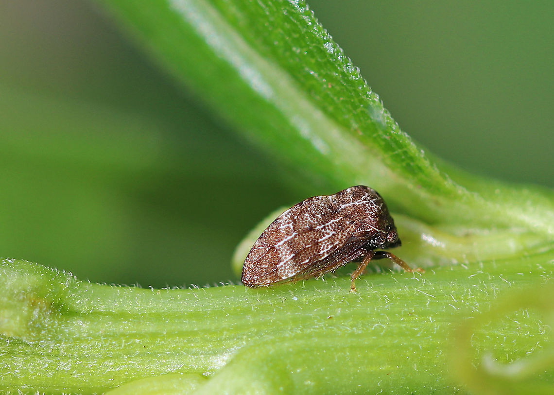 Treehopper - Publilia concava Brown treehoppers with lighter markings on their dorsal surfaces.  They are often tended by ants as part of a mutualistic relationship.<br />
 <br />
Spotted in a rural garden. Geotagged,Membracidae,Publilia,Publilia concava,Spring,United States,treehopper