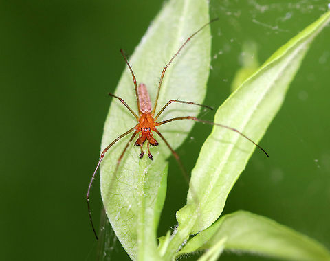 Longjawed Orbweaver - Tetragnatha sp. This beautiful spider was sitting on some vegetation that was sandwiched between a hiking trail and a stream in a deciduous forest.  When disturbed, they can stretch their front legs forward and their back legs behind. Geotagged,Longjawed Orbweaver,Orbweaver,Spring,United States,male spider,spider,stretch spider,tetragnatha