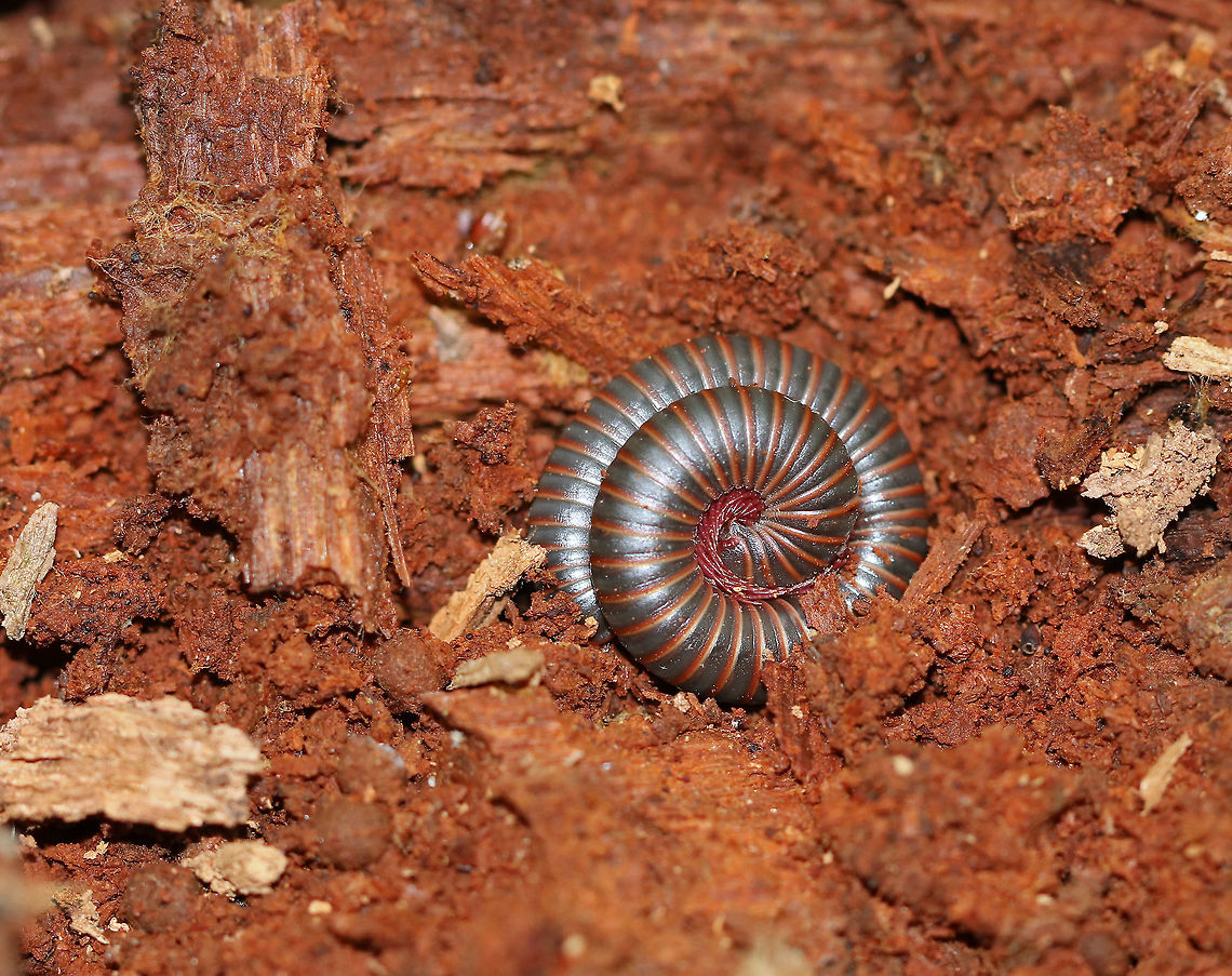 American Giant Millipede - Narceus americanus Large, cylindrical millipede that was about 6 cm long. This species can grow to be about twice as large (10cm) as any other millipede that lives in North America. They curl up into a spiral when threatened. They have two pairs of legs on most body segments, and are gray/black with red lines on the edge of each segment.<br />
<br />
Millipedes have spiracles on their body segments, which are connected both to their respiratory systems and to pairs of ozadenes (stink glands). These ozadenes can release noxious substances, which may cause serious chemical burns. However. unlike many other millipedes, the North American Millipede doesn&#039;t release hydrogen cyanide. They do however, excrete a substance that causes a temporary discoloration of the skin. They do not bite, and their only defense is their secretions. <br />
<br />
I found several of these millipedes, curled up in perfect spirals, snuggled into decayed wood. American Giant Millipede,American giant millipede,Geotagged,Narceus,Narceus americanus,Spring,United States,millipede