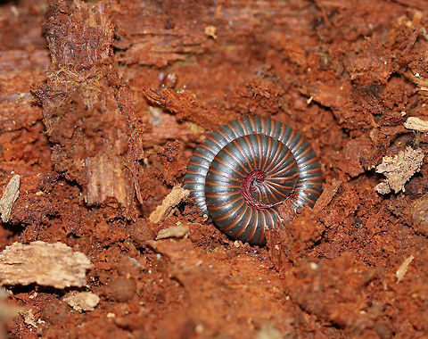 American Giant Millipede - Narceus americanus Large, cylindrical millipede that was about 6 cm long. This species can grow to be about twice as large (10cm) as any other millipede that lives in North America. They curl up into a spiral when threatened. They have two pairs of legs on most body segments, and are gray/black with red lines on the edge of each segment.

Millipedes have spiracles on their body segments, which are connected both to their respiratory systems and to pairs of ozadenes (stink glands). These ozadenes can release noxious substances, which may cause serious chemical burns. However. unlike many other millipedes, the North American Millipede doesn't release hydrogen cyanide. They do however, excrete a substance that causes a temporary discoloration of the skin. They do not bite, and their only defense is their secretions. 

I found several of these millipedes, curled up in perfect spirals, snuggled into decayed wood. American Giant Millipede,American giant millipede,Geotagged,Narceus,Narceus americanus,Spring,United States,millipede