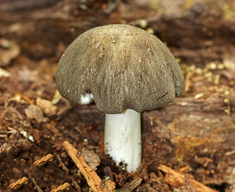 Megacollybia Rodmanii A medium-sized mushroom that often pops up after morel season has ended.

Cap: Convex, dry, brown-gray, streaked and fibrous
Gills: Attached to the stem, white, nearly distant
Stipe: Finely silky, whitish, slightly bulbous base, absent rhizomorphs
Flesh: white and unchanging when sliced

It was growing alone on rotting wood in a mostly deciduous forest.
 Geotagged,Megacollybia,Megacollybia rodmani,Megacollybia rodmanii,Platterful Mushroom,Spring,United States,fungus,mushroom