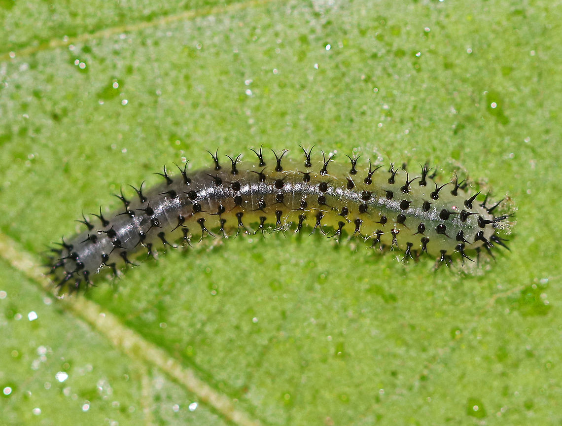 Common Sawfly Larva - Periclista sp. The body was pale green/translucent and it had split, black spines. It was feeding on oak in a deciduous forest.<br />
<br />
<figure class="photo"><a href="https://www.jungledragon.com/image/61226/common_sawfly_larva_-_periclista_sp.html" title="Common Sawfly Larva - Periclista sp."><img src="https://s3.amazonaws.com/media.jungledragon.com/images/3232/61226_thumb.jpg?AWSAccessKeyId=05GMT0V3GWVNE7GGM1R2&Expires=1759968010&Signature=WMLEU4CfY8TWhewXQ%2FJ0QSEek1c%3D" width="200" height="142" alt="Common Sawfly Larva - Periclista sp. The body was pale green/translucent and it had split, black spines. In this photo, you can clearly see the prolegs on all of the abdominal segments, which helps to distinguish sawfly larvae from caterpillars.  Caterpillars and sawfly larvae both have three pairs of true legs, one on each thoracic segment. But, most sawfly larvae also have prolegs on all of their abdominal segments, while caterpillars have prolegs on some abdominal segments, but never on the first two abdominal segments.<br />
<br />
It was feeding on oak in a deciduous forest. <br />
<br />
https://www.jungledragon.com/image/61225/common_sawfly_larva_-_periclista_sp.html<br />
https://www.jungledragon.com/image/61227/common_sawfly_larva_-_periclista_sp.html Common Sawfly Larva,Geotagged,Periclista,Sawfly Larva,Spring,United States,larva,sawfly" /></a></figure><br />
<figure class="photo"><a href="https://www.jungledragon.com/image/61227/common_sawfly_larva_-_periclista_sp.html" title="Common Sawfly Larva - Periclista sp."><img src="https://s3.amazonaws.com/media.jungledragon.com/images/3232/61227_thumb.jpg?AWSAccessKeyId=05GMT0V3GWVNE7GGM1R2&Expires=1759968010&Signature=41u2rsTvzbo7LF3JR8mD5tUnYaw%3D" width="200" height="150" alt="Common Sawfly Larva - Periclista sp. The body was pale green/translucent and it had split, black spines. <br />
<br />
It was feeding on oak in a deciduous forest. <br />
<br />
https://www.jungledragon.com/image/61225/common_sawfly_larva_-_periclista_sp.html<br />
https://www.jungledragon.com/image/61226/common_sawfly_larva_-_periclista_sp.html Geotagged,Periclista,Spring,United States,common sawfly larva,larva,sawfly,sawfly larva" /></a></figure> Geotagged,Periclista,Spring,United States,common sawfly,common sawfly larva,larva,sawfly,sawfly larva