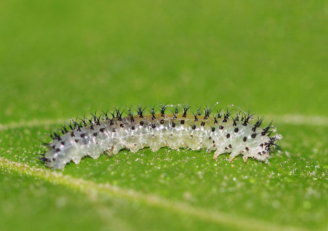 Common Sawfly Larva - Periclista sp. The body was pale green/translucent and it had split, black spines. In this photo, you can clearly see the prolegs on all of the abdominal segments, which helps to distinguish sawfly larvae from caterpillars. Caterpillars and sawfly larvae both have three pairs of true legs, one on each thoracic segment. But, most sawfly larvae also have prolegs on all of their abdominal segments, while caterpillars have prolegs on some abdominal segments, but never on the first two abdominal segments.<br />
<br />
It was feeding on oak in a deciduous forest. <br />
<br />
<figure class="photo"><a href="https://www.jungledragon.com/image/61225/common_sawfly_larva_-_periclista_sp.html" title="Common Sawfly Larva - Periclista sp."><img src="https://s3.amazonaws.com/media.jungledragon.com/images/3232/61225_thumb.jpg?AWSAccessKeyId=05GMT0V3GWVNE7GGM1R2&Expires=1759968010&Signature=cod2xolwAt6PCNaczfjzCTIjtsA%3D" width="200" height="152" alt="Common Sawfly Larva - Periclista sp. The body was pale green/translucent and it had split, black spines. It was feeding on oak in a deciduous forest.<br />
<br />
https://www.jungledragon.com/image/61226/common_sawfly_larva_-_periclista_sp.html<br />
https://www.jungledragon.com/image/61227/common_sawfly_larva_-_periclista_sp.html Geotagged,Periclista,Spring,United States,common sawfly,common sawfly larva,larva,sawfly,sawfly larva" /></a></figure><br />
<figure class="photo"><a href="https://www.jungledragon.com/image/61227/common_sawfly_larva_-_periclista_sp.html" title="Common Sawfly Larva - Periclista sp."><img src="https://s3.amazonaws.com/media.jungledragon.com/images/3232/61227_thumb.jpg?AWSAccessKeyId=05GMT0V3GWVNE7GGM1R2&Expires=1759968010&Signature=41u2rsTvzbo7LF3JR8mD5tUnYaw%3D" width="200" height="150" alt="Common Sawfly Larva - Periclista sp. The body was pale green/translucent and it had split, black spines. <br />
<br />
It was feeding on oak in a deciduous forest. <br />
<br />
https://www.jungledragon.com/image/61225/common_sawfly_larva_-_periclista_sp.html<br />
https://www.jungledragon.com/image/61226/common_sawfly_larva_-_periclista_sp.html Geotagged,Periclista,Spring,United States,common sawfly larva,larva,sawfly,sawfly larva" /></a></figure> Common Sawfly Larva,Geotagged,Periclista,Sawfly Larva,Spring,United States,larva,sawfly