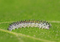 Common Sawfly Larva - Periclista sp. The body was pale green/translucent and it had split, black spines. In this photo, you can clearly see the prolegs on all of the abdominal segments, which helps to distinguish sawfly larvae from caterpillars.  Caterpillars and sawfly larvae both have three pairs of true legs, one on each thoracic segment. But, most sawfly larvae also have prolegs on all of their abdominal segments, while caterpillars have prolegs on some abdominal segments, but never on the first two abdominal segments.<br />
<br />
It was feeding on oak in a deciduous forest. <br />
<br />
https://www.jungledragon.com/image/61225/common_sawfly_larva_-_periclista_sp.html<br />
https://www.jungledragon.com/image/61227/common_sawfly_larva_-_periclista_sp.html Common Sawfly Larva,Geotagged,Periclista,Sawfly Larva,Spring,United States,larva,sawfly