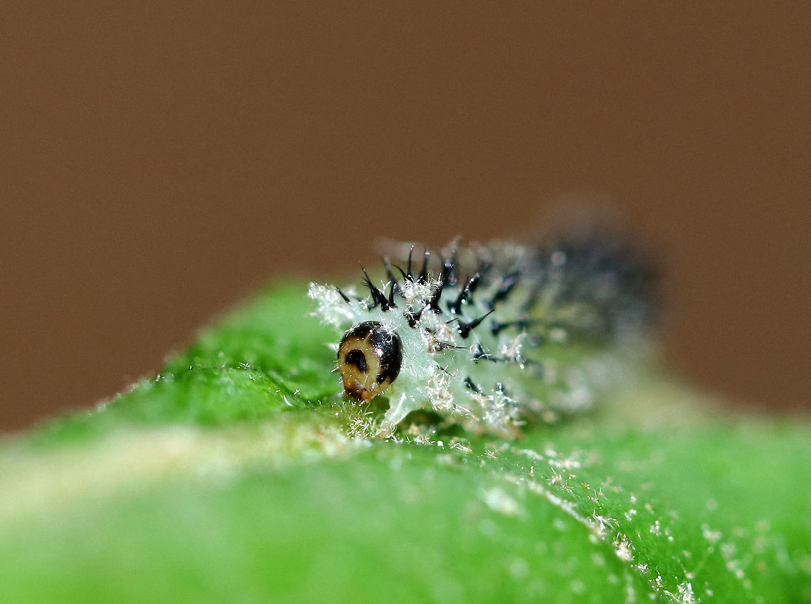 Common Sawfly Larva - Periclista sp. The body was pale green/translucent and it had split, black spines. <br />
<br />
It was feeding on oak in a deciduous forest. <br />
<br />
<figure class="photo"><a href="https://www.jungledragon.com/image/61225/common_sawfly_larva_-_periclista_sp.html" title="Common Sawfly Larva - Periclista sp."><img src="https://s3.amazonaws.com/media.jungledragon.com/images/3232/61225_thumb.jpg?AWSAccessKeyId=05GMT0V3GWVNE7GGM1R2&Expires=1759968010&Signature=cod2xolwAt6PCNaczfjzCTIjtsA%3D" width="200" height="152" alt="Common Sawfly Larva - Periclista sp. The body was pale green/translucent and it had split, black spines. It was feeding on oak in a deciduous forest.<br />
<br />
https://www.jungledragon.com/image/61226/common_sawfly_larva_-_periclista_sp.html<br />
https://www.jungledragon.com/image/61227/common_sawfly_larva_-_periclista_sp.html Geotagged,Periclista,Spring,United States,common sawfly,common sawfly larva,larva,sawfly,sawfly larva" /></a></figure><br />
<figure class="photo"><a href="https://www.jungledragon.com/image/61226/common_sawfly_larva_-_periclista_sp.html" title="Common Sawfly Larva - Periclista sp."><img src="https://s3.amazonaws.com/media.jungledragon.com/images/3232/61226_thumb.jpg?AWSAccessKeyId=05GMT0V3GWVNE7GGM1R2&Expires=1759968010&Signature=WMLEU4CfY8TWhewXQ%2FJ0QSEek1c%3D" width="200" height="142" alt="Common Sawfly Larva - Periclista sp. The body was pale green/translucent and it had split, black spines. In this photo, you can clearly see the prolegs on all of the abdominal segments, which helps to distinguish sawfly larvae from caterpillars.  Caterpillars and sawfly larvae both have three pairs of true legs, one on each thoracic segment. But, most sawfly larvae also have prolegs on all of their abdominal segments, while caterpillars have prolegs on some abdominal segments, but never on the first two abdominal segments.<br />
<br />
It was feeding on oak in a deciduous forest. <br />
<br />
https://www.jungledragon.com/image/61225/common_sawfly_larva_-_periclista_sp.html<br />
https://www.jungledragon.com/image/61227/common_sawfly_larva_-_periclista_sp.html Common Sawfly Larva,Geotagged,Periclista,Sawfly Larva,Spring,United States,larva,sawfly" /></a></figure> Geotagged,Periclista,Spring,United States,common sawfly larva,larva,sawfly,sawfly larva