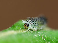 Common Sawfly Larva - Periclista sp. The body was pale green/translucent and it had split, black spines. <br />
<br />
It was feeding on oak in a deciduous forest. <br />
<br />
https://www.jungledragon.com/image/61225/common_sawfly_larva_-_periclista_sp.html<br />
https://www.jungledragon.com/image/61226/common_sawfly_larva_-_periclista_sp.html Geotagged,Periclista,Spring,United States,common sawfly larva,larva,sawfly,sawfly larva