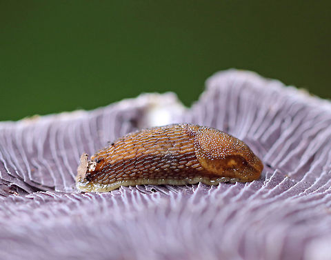 Dusky Arion - Arion subfuscus This is a moderate sized slug that is brown with a darker lengthwise strip. It has orange body mucus, which gives its body a golden orange tint. 

I spotted it on the cap of a Stropharia rugosoannulata mushroom in a mixed forest. Arion,Arion fuscus,Arion subfuscus,Geotagged,Spring,United States,dusky arion,gastropod,mollusk,mycophagy,slug,terrestrial pulmonate gastropod