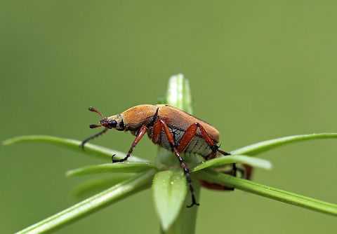 American Rose Chafer