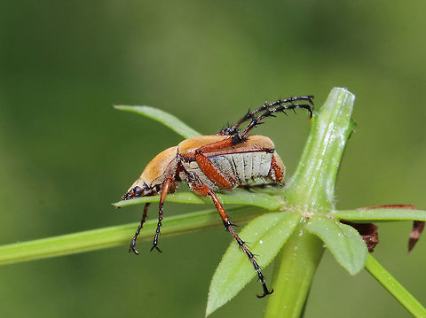 Rose Chafer - Macrodactylus subspinosus Yellowish-tan body that was about 12 mm long and covered in tiny hairs. It has impressive spiny, reddish-brown legs that gradually become darker at the ends. The antennae are short and lamellate, ending in a club of flat plates.

I spotted this beetle alone in a meadow, and it had the cutest behavior. Whenever I touched it, it would drop down on its ventral surface and kick its back legs up in the air. Not sure the purpose, but it was endearing. 

https://www.jungledragon.com/image/61266/rose_chafer_-_macrodactylus_subspinosus.html
https://www.jungledragon.com/image/61264/rose_chafer_-_macrodactylus_subspinosus.html
https://www.jungledragon.com/image/61267/rose_chafer_-_macrodactylus_subspinosus.html Geotagged,Macrodactylus,Macrodactylus subspinosus,Rose Chafer,Scarabaeidae,Spring,United States,beetle,chafer