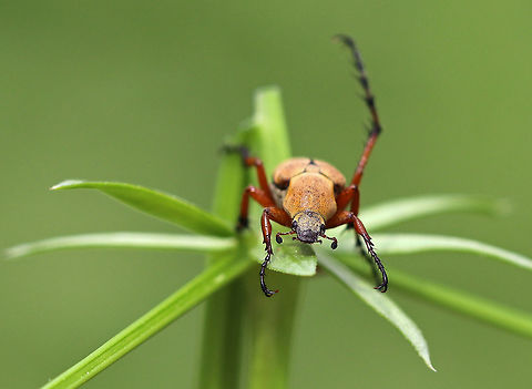 Rose Chafer - Macrodactylus subspinosus Yellowish-tan body that was about 12 mm long and covered in tiny hairs. It has impressive spiny, reddish-brown legs that gradually become darker at the ends. The antennae are short and lamellate, ending in a club of flat plates.

I spotted this beetle alone in a meadow, and it had the cutest behavior. Whenever I touched it, it would drop down on its ventral surface and kick its back legs up in the air. Not sure the purpose, but it was endearing. 

https://www.jungledragon.com/image/61267/rose_chafer_-_macrodactylus_subspinosus.html
https://www.jungledragon.com/image/61264/rose_chafer_-_macrodactylus_subspinosus.html
https://www.jungledragon.com/image/61265/rose_chafer_-_macrodactylus_subspinosus.html Geotagged,Macrodactylus,Macrodactylus subspinosus,Rose Chafer,Scarabaeidae,Spring,United States,beetle,chafer