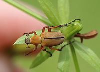 Rose Chafer - Macrodactylus subspinosus Yellowish-tan body that was about 12 mm long and covered in tiny hairs. It has impressive spiny, reddish-brown legs that gradually become darker at the ends. The antennae are short and lamellate, ending in a club of flat plates.<br />
<br />
 I spotted this beetle alone in a meadow, and it had the cutest behavior. Whenever I touched it, it would drop down on its ventral surface and kick its back legs up in the air. Not sure the purpose, but it was endearing.<br />
<br />
https://www.jungledragon.com/image/61266/rose_chafer_-_macrodactylus_subspinosus.html<br />
https://www.jungledragon.com/image/61265/rose_chafer_-_macrodactylus_subspinosus.html<br />
https://www.jungledragon.com/image/61264/rose_chafer_-_macrodactylus_subspinosus.html Geotagged,Macrodactylus,Macrodactylus subspinosus,Rose Chafer,Scarabaeidae,Spring,United States,beetle,chafer