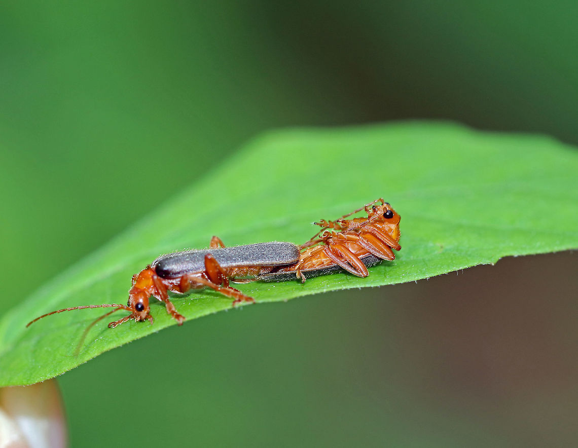 Soldier Beetle - Pacificanthia rotundicollis Sorry for the blurry photo, but I had to share this anyway!<br />
<br />
I spotted these two soldier beetles mating on a leaf on the edge of a meadow. They were mating (female on top and upright, male upside down).  At first, I thought that the male was dead, but then noticed that he was occasionally moving. Basically, the female was casually walking around, nibbling on the leaf as she dragged the male along.  They made quite an amusing scene.<br />
<figure class="photo"><a href="https://www.jungledragon.com/image/61301/soldier_beetles_-_pacificanthia_rotundicollis.html" title="Soldier Beetles - Pacificanthia rotundicollis"><img src="https://s3.amazonaws.com/media.jungledragon.com/images/3232/61301_thumb.jpg?AWSAccessKeyId=05GMT0V3GWVNE7GGM1R2&Expires=1759968010&Signature=KwOUIbsdob%2BiMYjLNb92DDMoyro%3D" width="200" height="156" alt="Soldier Beetles - Pacificanthia rotundicollis Sorry for the blurry photo, but I had to share this anyway!<br />
<br />
 I spotted these two soldier beetles mating on a leaf on the edge of a meadow. They were mating (female on top and upright, male upside down). At first, I thought that the male was dead, but then noticed that he was occasionally moving. Basically, the female was casually walking around, nibbling on the leaf as she dragged the male along. They made quite an amusing scene. <br />
https://www.jungledragon.com/image/61282/downy_leather-winged_beetles_-_podabrus_pruinosus.html Geotagged,Pacificanthia rotundicollis,Spring,United States,beetles,rotundicollis" /></a></figure> Cantharidae,Geotagged,Pacificanthia rotundicollis,Spring,United States,beetle,beetles,mating beetles,rotundicollis,soldier beetle,soldier beetles