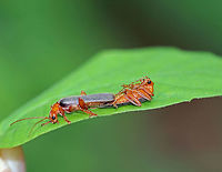 Soldier Beetle - Pacificanthia rotundicollis Sorry for the blurry photo, but I had to share this anyway!<br />
<br />
I spotted these two soldier beetles mating on a leaf on the edge of a meadow. They were mating (female on top and upright, male upside down).  At first, I thought that the male was dead, but then noticed that he was occasionally moving. Basically, the female was casually walking around, nibbling on the leaf as she dragged the male along.  They made quite an amusing scene.<br />
https://www.jungledragon.com/image/61301/downy_leather-winged_beetles_-_podabrus_pruinosus.html Cantharidae,Geotagged,Pacificanthia rotundicollis,Spring,United States,beetle,beetles,mating beetles,rotundicollis,soldier beetle,soldier beetles