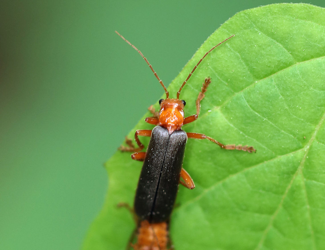 Soldier Beetles - Pacificanthia rotundicollis Sorry for the blurry photo, but I had to share this anyway!<br />
<br />
 I spotted these two soldier beetles mating on a leaf on the edge of a meadow. They were mating (female on top and upright, male upside down). At first, I thought that the male was dead, but then noticed that he was occasionally moving. Basically, the female was casually walking around, nibbling on the leaf as she dragged the male along. They made quite an amusing scene. <br />
<figure class="photo"><a href="https://www.jungledragon.com/image/61282/soldier_beetle_-_pacificanthia_rotundicollis.html" title="Soldier Beetle - Pacificanthia rotundicollis"><img src="https://s3.amazonaws.com/media.jungledragon.com/images/3232/61282_thumb.jpg?AWSAccessKeyId=05GMT0V3GWVNE7GGM1R2&Expires=1759968010&Signature=hGBrs%2B%2FXHBb1JoE0Y40RH%2BJhAKA%3D" width="200" height="156" alt="Soldier Beetle - Pacificanthia rotundicollis Sorry for the blurry photo, but I had to share this anyway!<br />
<br />
I spotted these two soldier beetles mating on a leaf on the edge of a meadow. They were mating (female on top and upright, male upside down).  At first, I thought that the male was dead, but then noticed that he was occasionally moving. Basically, the female was casually walking around, nibbling on the leaf as she dragged the male along.  They made quite an amusing scene.<br />
https://www.jungledragon.com/image/61301/downy_leather-winged_beetles_-_podabrus_pruinosus.html Cantharidae,Geotagged,Pacificanthia rotundicollis,Spring,United States,beetle,beetles,mating beetles,rotundicollis,soldier beetle,soldier beetles" /></a></figure> Geotagged,Pacificanthia rotundicollis,Spring,United States,beetles,rotundicollis
