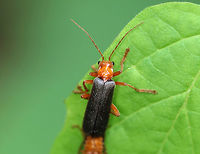 Soldier Beetles - Pacificanthia rotundicollis Sorry for the blurry photo, but I had to share this anyway!<br />
<br />
I spotted these two soldier beetles mating on a leaf on the edge of a meadow. They were mating (female on top and upright, male upside down). At first, I thought that the male was dead, but then noticed that he was occasionally moving. Basically, the female was casually walking around, nibbling on the leaf as she dragged the male along. They made quite an amusing scene. <br />
https://www.jungledragon.com/image/61282/downy_leather-winged_beetles_-_podabrus_pruinosus.html Geotagged,Pacificanthia rotundicollis,Spring,United States,beetles,rotundicollis