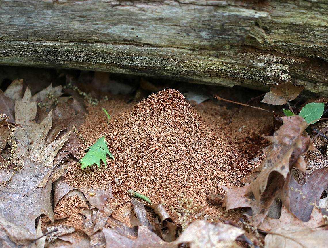 Carpenter Ant Dump Pile - Camponotus sp. I came across this perfect pile of sawdust under a rotting log in a deciduous forest. The sawdust comes from carpenter ants, who are furiously working to excavate and create galleries inside the log.  Carpenter ants don&rsquo;t eat wood, but they use their jaws to tear pieces of wood out of a log when creating their galleries inside. They are very fastidious creatures and like to keep clean galleries, so they constantly push debris out of their living space. They cut slits in the wood (notice the long slit in the log), and below these slits, you'll see their dump site - little piles that look like sawdust.  If you carefully inspect the dump pile, you will notice that it's not only made of wood shavings, but also insect parts and any other refuse that they don't want in their home.  Camponotus,Geotagged,Spring,United States,ant,carpenter ant,dump pile,sawdust,signs of wildlife