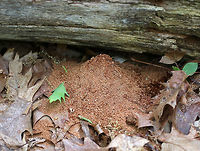 Carpenter Ant Dump Pile - Camponotus sp. I came across this perfect pile of sawdust under a rotting log in a deciduous forest. The sawdust comes from carpenter ants, who are furiously working to excavate and create galleries inside the log.  Carpenter ants don&rsquo;t eat wood, but they use their jaws to tear pieces of wood out of a log when creating their galleries inside. They are very fastidious creatures and like to keep clean galleries, so they constantly push debris out of their living space. They cut slits in the wood (notice the long slit in the log), and below these slits, you'll see their dump site - little piles that look like sawdust.  If you carefully inspect the dump pile, you will notice that it's not only made of wood shavings, but also insect parts and any other refuse that they don't want in their home.  Camponotus,Geotagged,Spring,United States,ant,carpenter ant,dump pile,sawdust,signs of wildlife
