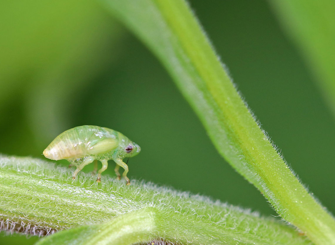 Spittlebug - Philaenus spumarius Small, green froghopper nymph (spittlebug). After hatching, nymphs cover themselves in a frothy &quot;spit&quot; made of tiny bubbles. The bubbles protect them from drying out and makes it difficult for predators to find them. Adult spittlebugs are called froghoppers. <br />
<br />
**I took this spittlebug out of its spit to show my kids, observe it, and take a picture, then I put it back. Geotagged,Meadow froghopper,Philaenus,Philaenus spumarius,Spring,United States,froghopper nymph,meadow spittlebug,nymph,spittlebug