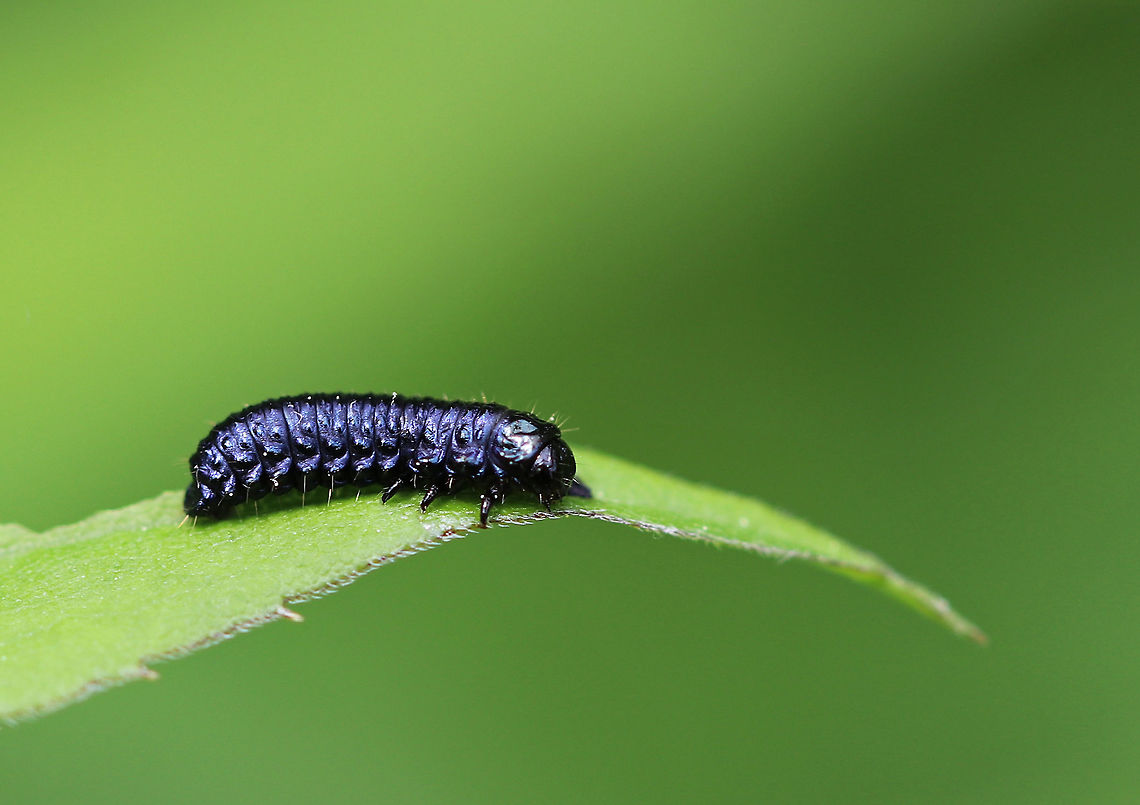 Skeletonizing Leaf Beetle Larva - Trirhabda sp. Shiny, blue-black larvae that looked like prehistoric armored trucks.  They were all over plants in a rural butterfly garden. Chrysomelidae,Geotagged,Spring,Trirhabda,United States,beetle,beetle larva,leaf beetle larva,skeletonizing leaf beetle