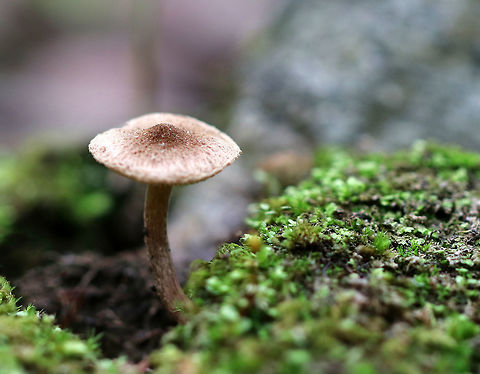 Inocybe Mushroom This mushroom had a strong fungal smell and was growing out of rotting wood/moss in a mixed forest.  It was less than 3 cm tall. The cap was flat and knobbed. Stipe was brown and shaggy. Gills were cream colored with short gills frequent. Geotagged,Spring,United States,fungus,inocybe,mushroom