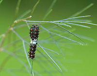 Eastern Black Swallowtail Caterpillar The larvae of this species changes color quite dramatically with each molt. Early instar caterpillars are only about 1 cm long and are bird-dropping mimics. They are mostly black, spiky, and have a white saddle around their middle. The white saddle is caused by uric acid deposits that may function as an antioxidant, protecting the larvae from phototoxic chemicals in their host plants. It was about 1 cm long.<br />
<br />
When provoked, the larvae of this species sprout eversible orange horns called osmeterium, which release a foul odor in order to deter predators. The osmeterium is a defensive, glandular organ that is coated in stinky chemicals, and is located at the base of the caterpillar's head. The osmeterial odor changes between species and within the life stages of the caterpillars. <br />
<br />
I spotted this caterpillar on fennel (Foeniculum vulgare) in a rural garden. <br />
<br />
https://www.jungledragon.com/image/61397/eastern_black_swallowtail_caterpillar_-_papilio_polyxenes.html<br />
https://www.jungledragon.com/image/61396/eastern_black_swallowtail_caterpillar_-_papilio_polyxenes.html Black Swallowtail,Caterpillar,Eastern Black Swallowtail Caterpillar,Geotagged,Papilio polyxenes,Spring,Swallowtail Caterpillar,United States