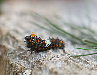 Eastern Black Swallowtail Caterpillar - Papilio polyxenes The larvae of this species changes color quite dramatically with each molt. Early instar caterpillars are only about 1 cm long and are bird-dropping mimics. They are mostly black, spiky, and have a white saddle around their middle. The white saddle is caused by uric acid deposits that may function as an antioxidant, protecting the larvae from phototoxic chemicals in their host plants. It was about 1 cm long.<br />
<br />
When provoked, the larvae of this species sprout eversible orange horns called osmeterium, which release a foul odor in order to deter predators. The osmeterium is a defensive, glandular organ that is coated in stinky chemicals, and is located at the base of the caterpillar's head. The osmeterial odor changes between species and within the life stages of the caterpillars.<br />
<br />
I spotted this caterpillar on fennel (Foeniculum vulgare) in a rural garden. <br />
<br />
https://www.jungledragon.com/image/61395/eastern_black_swallowtail_caterpillar.html<br />
https://www.jungledragon.com/image/61397/eastern_black_swallowtail_caterpillar_-_papilio_polyxenes.html Black Swallowtail,Eastern Black Swallowtail Caterpillar,Geotagged,Papilio polyxenes,Spring,Swallowtail Caterpillar,United States,caterpillar,osmeterium,papilio