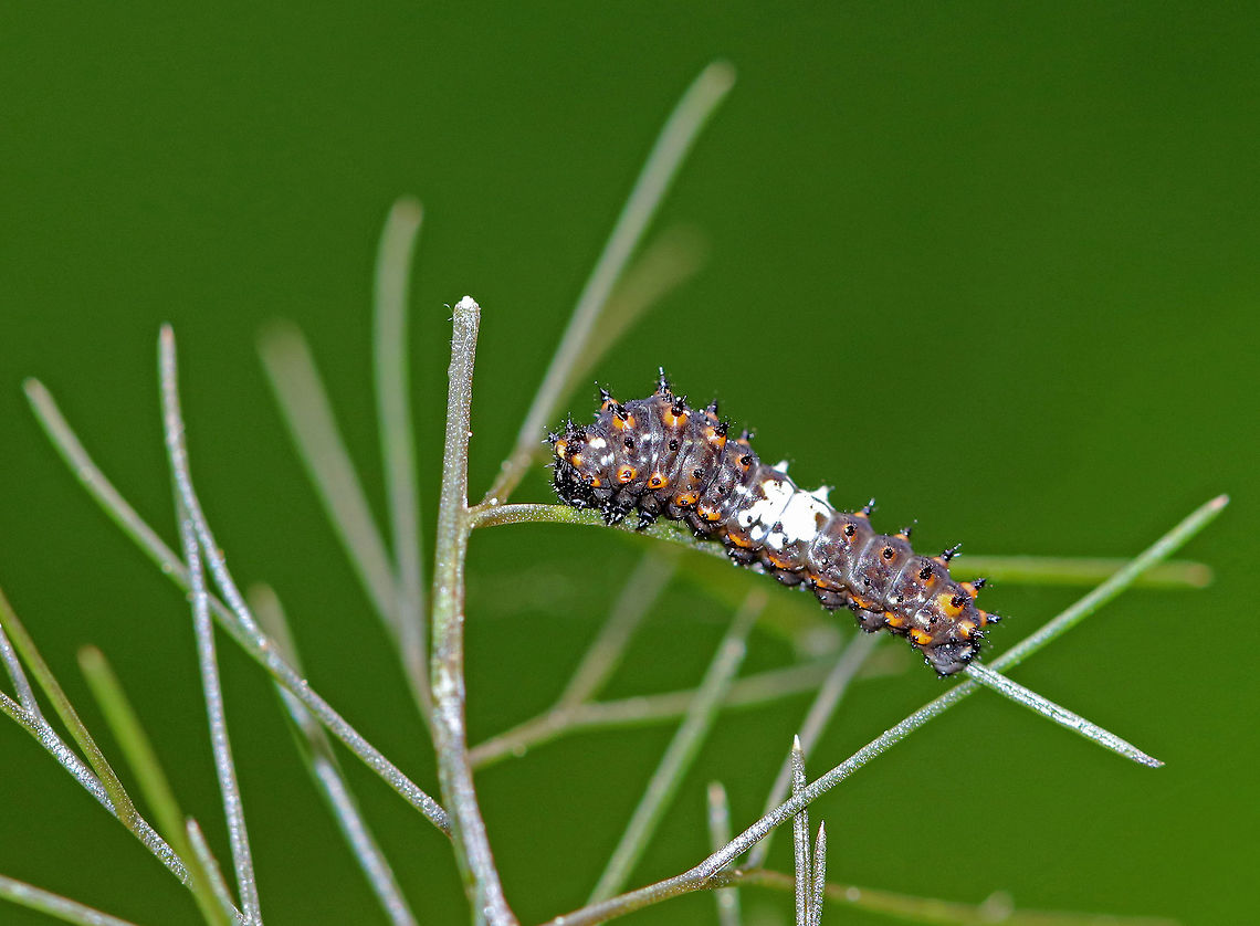 Eastern Black Swallowtail Caterpillar - Papilio polyxenes The larvae of this species changes color quite dramatically with each molt. Early instar caterpillars are only about 1 cm long and are bird-dropping mimics. They are mostly black, spiky, and have a white saddle around their middle. The white saddle is caused by uric acid deposits that may function as an antioxidant, protecting the larvae from phototoxic chemicals in their host plants. It was about 1 cm long.<br />
<br />
 When provoked, the larvae of this species sprout eversible orange horns called osmeterium, which release a foul odor in order to deter predators. The osmeterium is a defensive, glandular organ that is coated in stinky chemicals, and is located at the base of the caterpillar&#039;s head. The osmeterial odor changes between species and within the life stages of the caterpillars.<br />
<br />
 I spotted this caterpillar on fennel (Foeniculum vulgare) in a rural garden. <br />
<br />
<figure class="photo"><a href="https://www.jungledragon.com/image/61396/eastern_black_swallowtail_caterpillar_-_papilio_polyxenes.html" title="Eastern Black Swallowtail Caterpillar - Papilio polyxenes"><img src="https://s3.amazonaws.com/media.jungledragon.com/images/3232/61396_thumb.jpg?AWSAccessKeyId=05GMT0V3GWVNE7GGM1R2&Expires=1767225610&Signature=Rlce0NF5RKAMlawmyCHTKKtabSc%3D" width="200" height="156" alt="Eastern Black Swallowtail Caterpillar - Papilio polyxenes The larvae of this species changes color quite dramatically with each molt. Early instar caterpillars are only about 1 cm long and are bird-dropping mimics. They are mostly black, spiky, and have a white saddle around their middle. The white saddle is caused by uric acid deposits that may function as an antioxidant, protecting the larvae from phototoxic chemicals in their host plants. It was about 1 cm long.<br />
<br />
 When provoked, the larvae of this species sprout eversible orange horns called osmeterium, which release a foul odor in order to deter predators. The osmeterium is a defensive, glandular organ that is coated in stinky chemicals, and is located at the base of the caterpillar&#039;s head. The osmeterial odor changes between species and within the life stages of the caterpillars.<br />
<br />
 I spotted this caterpillar on fennel (Foeniculum vulgare) in a rural garden. <br />
<br />
https://www.jungledragon.com/image/61395/eastern_black_swallowtail_caterpillar.html<br />
https://www.jungledragon.com/image/61397/eastern_black_swallowtail_caterpillar_-_papilio_polyxenes.html Black Swallowtail,Eastern Black Swallowtail Caterpillar,Geotagged,Papilio polyxenes,Spring,Swallowtail Caterpillar,United States,caterpillar,osmeterium,papilio" /></a></figure><br />
<figure class="photo"><a href="https://www.jungledragon.com/image/61395/eastern_black_swallowtail_caterpillar.html" title="Eastern Black Swallowtail Caterpillar"><img src="https://s3.amazonaws.com/media.jungledragon.com/images/3232/61395_thumb.jpg?AWSAccessKeyId=05GMT0V3GWVNE7GGM1R2&Expires=1767225610&Signature=UmZXHsKHok5nVK0Hp2gIpohUUgU%3D" width="200" height="158" alt="Eastern Black Swallowtail Caterpillar The larvae of this species changes color quite dramatically with each molt. Early instar caterpillars are only about 1 cm long and are bird-dropping mimics. They are mostly black, spiky, and have a white saddle around their middle. The white saddle is caused by uric acid deposits that may function as an antioxidant, protecting the larvae from phototoxic chemicals in their host plants. It was about 1 cm long.<br />
<br />
When provoked, the larvae of this species sprout eversible orange horns called osmeterium, which release a foul odor in order to deter predators. The osmeterium is a defensive, glandular organ that is coated in stinky chemicals, and is located at the base of the caterpillar&#039;s head. The osmeterial odor changes between species and within the life stages of the caterpillars. <br />
<br />
I spotted this caterpillar on fennel (Foeniculum vulgare) in a rural garden. <br />
<br />
https://www.jungledragon.com/image/61397/eastern_black_swallowtail_caterpillar_-_papilio_polyxenes.html<br />
https://www.jungledragon.com/image/61396/eastern_black_swallowtail_caterpillar_-_papilio_polyxenes.html Black Swallowtail,Caterpillar,Eastern Black Swallowtail Caterpillar,Geotagged,Papilio polyxenes,Spring,Swallowtail Caterpillar,United States" /></a></figure> Black Swallowtail,Eastern Black Swallowtail Caterpillar,Geotagged,Papilio polyxenes,Spring,Swallowtail Caterpillar,United States,caterpillar,papilio