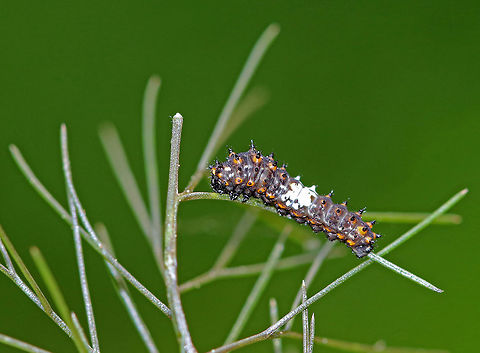 Eastern Black Swallowtail Caterpillar - Papilio polyxenes The larvae of this species changes color quite dramatically with each molt. Early instar caterpillars are only about 1 cm long and are bird-dropping mimics. They are mostly black, spiky, and have a white saddle around their middle. The white saddle is caused by uric acid deposits that may function as an antioxidant, protecting the larvae from phototoxic chemicals in their host plants. It was about 1 cm long.

 When provoked, the larvae of this species sprout eversible orange horns called osmeterium, which release a foul odor in order to deter predators. The osmeterium is a defensive, glandular organ that is coated in stinky chemicals, and is located at the base of the caterpillar's head. The osmeterial odor changes between species and within the life stages of the caterpillars.

 I spotted this caterpillar on fennel (Foeniculum vulgare) in a rural garden. 

https://www.jungledragon.com/image/61396/eastern_black_swallowtail_caterpillar_-_papilio_polyxenes.html
https://www.jungledragon.com/image/61395/eastern_black_swallowtail_caterpillar.html Black Swallowtail,Eastern Black Swallowtail Caterpillar,Geotagged,Papilio polyxenes,Spring,Swallowtail Caterpillar,United States,caterpillar,papilio