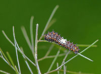 Eastern Black Swallowtail Caterpillar - Papilio polyxenes The larvae of this species changes color quite dramatically with each molt. Early instar caterpillars are only about 1 cm long and are bird-dropping mimics. They are mostly black, spiky, and have a white saddle around their middle. The white saddle is caused by uric acid deposits that may function as an antioxidant, protecting the larvae from phototoxic chemicals in their host plants. It was about 1 cm long.<br />
<br />
When provoked, the larvae of this species sprout eversible orange horns called osmeterium, which release a foul odor in order to deter predators. The osmeterium is a defensive, glandular organ that is coated in stinky chemicals, and is located at the base of the caterpillar's head. The osmeterial odor changes between species and within the life stages of the caterpillars.<br />
<br />
I spotted this caterpillar on fennel (Foeniculum vulgare) in a rural garden. <br />
<br />
https://www.jungledragon.com/image/61396/eastern_black_swallowtail_caterpillar_-_papilio_polyxenes.html<br />
https://www.jungledragon.com/image/61395/eastern_black_swallowtail_caterpillar.html Black Swallowtail,Eastern Black Swallowtail Caterpillar,Geotagged,Papilio polyxenes,Spring,Swallowtail Caterpillar,United States,caterpillar,papilio