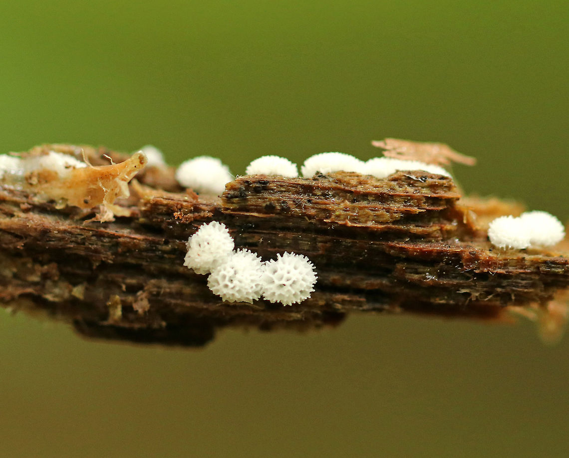 Coral Slime - Ceratiomyxa porioides Tiny (~1 mm), white coral slime that was growing in small clusters on rotting wood in a mixed swamp.<br />
<br />
<figure class="photo"><a href="https://www.jungledragon.com/image/61401/coral_slime_-_ceratiomyxa_porioides.html" title="Coral Slime - Ceratiomyxa porioides"><img src="https://s3.amazonaws.com/media.jungledragon.com/images/3232/61401_thumb.jpg?AWSAccessKeyId=05GMT0V3GWVNE7GGM1R2&Expires=1763596810&Signature=V3Gos9GjdBQeY4DHWwSdCDFyF4o%3D" width="200" height="156" alt="Coral Slime - Ceratiomyxa porioides Tiny (~1 mm), white coral slime that was growing in small clusters on rotting wood in a mixed swamp. <br />
<br />
https://www.jungledragon.com/image/61400/coral_slime_-_ceratiomyxa_fruticulosa.html Ceratiomyxa,Ceratiomyxa porioides,Geotagged,Spring,United States,coral slime,slime,slime mold" /></a></figure> Ceratiomyxa,Ceratiomyxa porioides,Geotagged,Spring,United States,coral slime,slime,slime mold