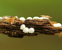 Coral Slime - Ceratiomyxa porioides Tiny (~1 mm), white coral slime that was growing in small clusters on rotting wood in a mixed swamp.<br />
<br />
https://www.jungledragon.com/image/61401/coral_slime_-_ceratiomyxa_fruticulosa.html Ceratiomyxa,Ceratiomyxa porioides,Geotagged,Spring,United States,coral slime,slime,slime mold