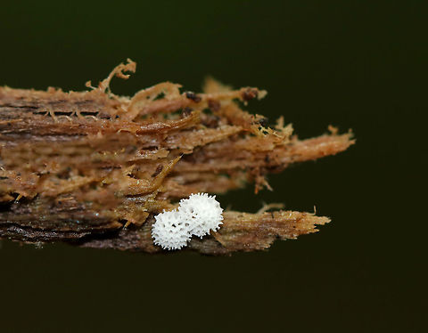 Coral Slime - Ceratiomyxa porioides Tiny (~1 mm), white coral slime that was growing in small clusters on rotting wood in a mixed swamp. 

https://www.jungledragon.com/image/61400/coral_slime_-_ceratiomyxa_fruticulosa.html Ceratiomyxa,Ceratiomyxa porioides,Geotagged,Spring,United States,coral slime,slime,slime mold