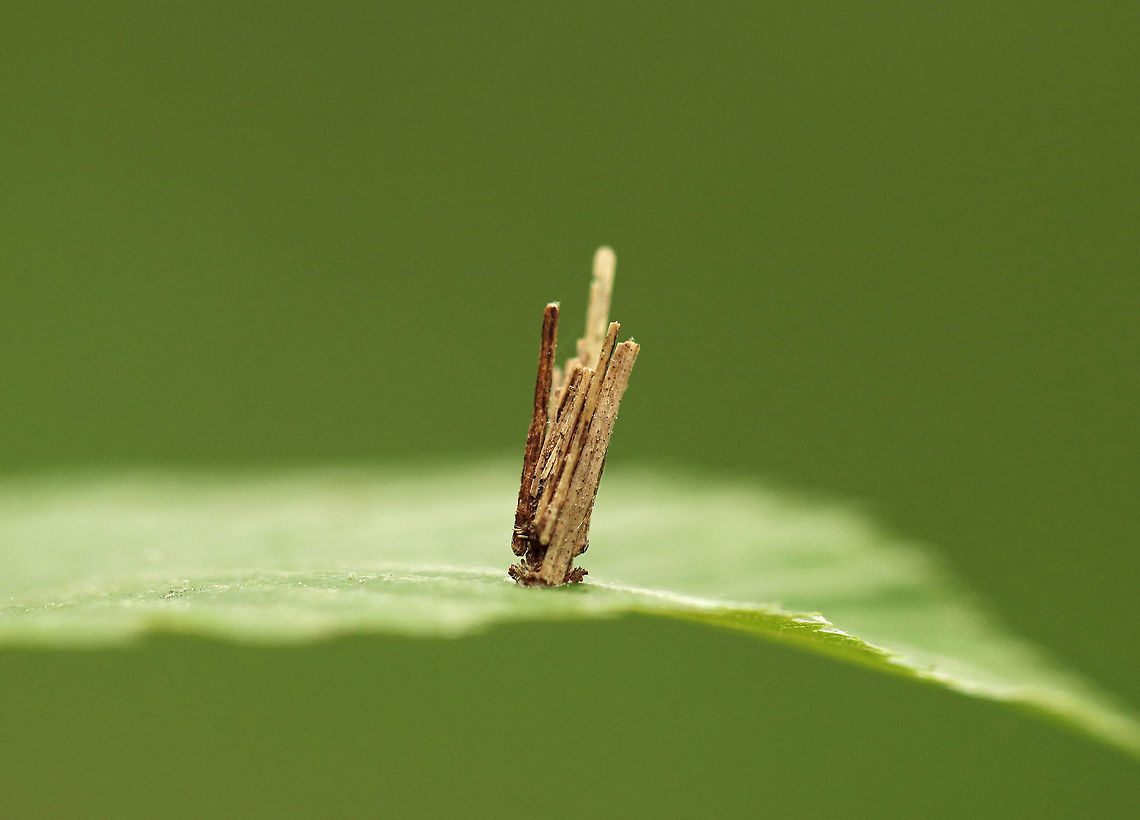 Bagworm Case - Family Psychidae Bagworms are not really worms, but are caterpillars - they are the immature stage of a moth. They&#039;re called &quot;bagworms&quot; because they construct bags/cases that are covered with pieces of twigs and/or leaves. The caterpillars feed by sticking their heads out of the top of the bag and chewing on nearby leaves or lichens. They live in these bags until they pupate (also inside the bag). Males emerge a little earlier than females, leaving their bag and flying off in search of a mate. Females emerge eyeless, wingless, and legless! So, she remains in her bag, but emits a pheromone to alert males of her presence. Males locate the females and mate. Once mated, a female lays eggs and dies, leaving a bag full of eggs that will hatch the following spring.<br />
<br />
I carefully looked inside of this case and there was a caterpillar in there. It looked reddish, but I couldn&#039;t be sure.  Bagworm Case,Family Psychidae,Geotagged,Spring,United States,bagworm,psychidae