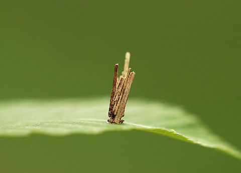 Bagworm Case - Family Psychidae Bagworms are not really worms, but are caterpillars - they are the immature stage of a moth. They're called "bagworms" because they construct bags/cases that are covered with pieces of twigs and/or leaves. The caterpillars feed by sticking their heads out of the top of the bag and chewing on nearby leaves or lichens. They live in these bags until they pupate (also inside the bag). Males emerge a little earlier than females, leaving their bag and flying off in search of a mate. Females emerge eyeless, wingless, and legless! So, she remains in her bag, but emits a pheromone to alert males of her presence. Males locate the females and mate. Once mated, a female lays eggs and dies, leaving a bag full of eggs that will hatch the following spring.

I carefully looked inside of this case and there was a caterpillar in there. It looked reddish, but I couldn't be sure.  Bagworm Case,Family Psychidae,Geotagged,Spring,United States,bagworm,psychidae