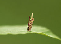 Bagworm Case - Family Psychidae Bagworms are not really worms, but are caterpillars - they are the immature stage of a moth. They're called "bagworms" because they construct bags/cases that are covered with pieces of twigs and/or leaves. The caterpillars feed by sticking their heads out of the top of the bag and chewing on nearby leaves or lichens. They live in these bags until they pupate (also inside the bag). Males emerge a little earlier than females, leaving their bag and flying off in search of a mate. Females emerge eyeless, wingless, and legless! So, she remains in her bag, but emits a pheromone to alert males of her presence. Males locate the females and mate. Once mated, a female lays eggs and dies, leaving a bag full of eggs that will hatch the following spring.<br />
<br />
I carefully looked inside of this case and there was a caterpillar in there. It looked reddish, but I couldn't be sure.  Bagworm Case,Family Psychidae,Geotagged,Spring,United States,bagworm,psychidae
