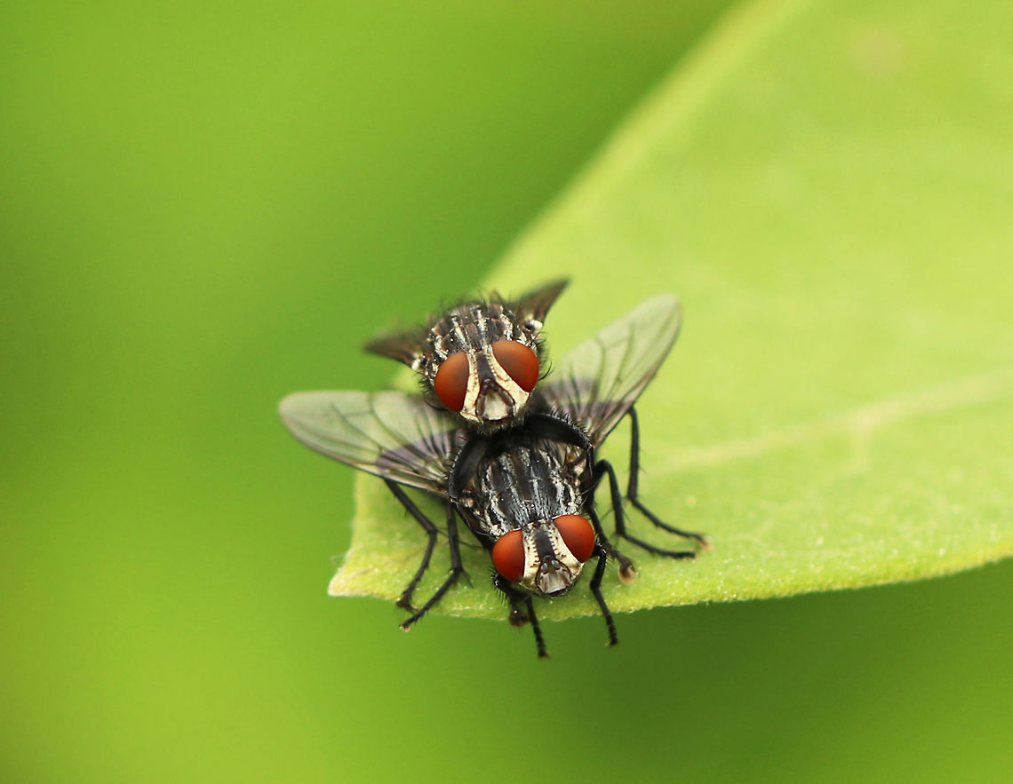 Flesh Flies - Sarcophaga sp. These flies have red eyes and clear wings. Their thorax has alternating black and gray stripes that often look metallic. The black abdomen ends in a brownish-red tip and spiky hairs. <br />
<br />
This genus consists of almost 80 species and spans the entire North American continent.  So, I'm not sure what species this would be. <br />
<br />
I spotted them mating on vegetation beside a large pond.<br />
<br />
<figure class="photo"><a href="https://www.jungledragon.com/image/61405/flesh_flies_-_sarcophaga_sp.html" title="Flesh Flies - Sarcophaga sp."><img src="https://s3.amazonaws.com/media.jungledragon.com/images/3232/61405_thumb.jpg?AWSAccessKeyId=05GMT0V3GWVNE7GGM1R2&Expires=1765411210&Signature=F5X9%2FJbr2AVCsjtrSOz0RSrciCQ%3D" width="200" height="150" alt="Flesh Flies - Sarcophaga sp. These flies have red eyes and clear wings. Their thorax has alternating black and gray stripes that often look metallic. The black abdomen ends in a brownish-red tip and spiky hairs. <br />
<br />
 This genus consists of almost 80 species and spans the entire North American continent. So, I'm not sure what species this would be. <br />
<br />
I spotted them mating on vegetation beside a large pond. <br />
<br />
https://www.jungledragon.com/image/61404/flesh_flies_-_sarcophaga_sp.html Geotagged,Spring,United States,flesh flies,flies,insects,mating flies,sarcophaga" /></a></figure> Geotagged,Spring,United States,flesh flies,flies,mating flies,sarcophaga,wild love