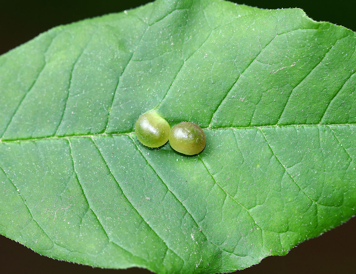 Ash Bullet Gall Midge - Dasineura pellex Small green galls (~5 mm) on the upperside of Ash (Fraxinus sp.) leaflets along the veins.  The Ash tree was just a  sapling, but already had countless galls.<br />
<br />
<figure class="photo"><a href="https://www.jungledragon.com/image/61465/ash_bullet_gall_midge_-_dasineura_pellex.html" title="Ash Bullet Gall Midge - Dasineura pellex"><img src="https://s3.amazonaws.com/media.jungledragon.com/images/3232/61465_thumb.jpg?AWSAccessKeyId=05GMT0V3GWVNE7GGM1R2&Expires=1759968010&Signature=%2FgOEmxXH1bcho6IxrsPcsTeMWUA%3D" width="200" height="160" alt="Ash Bullet Gall Midge - Dasineura pellex Small green galls (~5 mm) on the upperside of Ash (Fraxinus sp.) leaflets along the veins. The Ash tree was just a sapling, but already had countless galls. <br />
https://www.jungledragon.com/image/61464/ash_bullet_gall_midge_-_dasineura_pellex.html Ash Bullet Gall Midge,Dasineura pellex,Geotagged,Spring,United States,ash gall,dasineura,dasineura pellex,gall,gall midge,pellex" /></a></figure> Dasineura,Dasineura pellex,Geotagged,Spring,United States,ash bullet gall midge,dasineura pellex,gall,gall midge,pellex