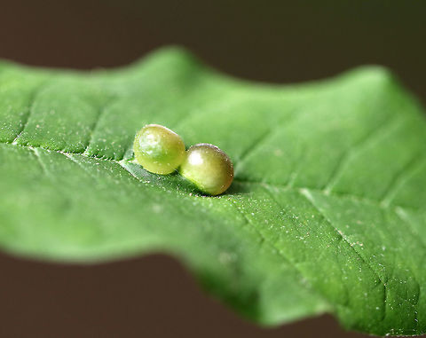 Ash Bullet Gall Midge - Dasineura pellex Small green galls (~5 mm) on the upperside of Ash (Fraxinus sp.) leaflets along the veins. The Ash tree was just a sapling, but already had countless galls. 
https://www.jungledragon.com/image/61464/ash_bullet_gall_midge_-_dasineura_pellex.html Ash Bullet Gall Midge,Dasineura pellex,Geotagged,Spring,United States,ash gall,dasineura,dasineura pellex,gall,gall midge,pellex