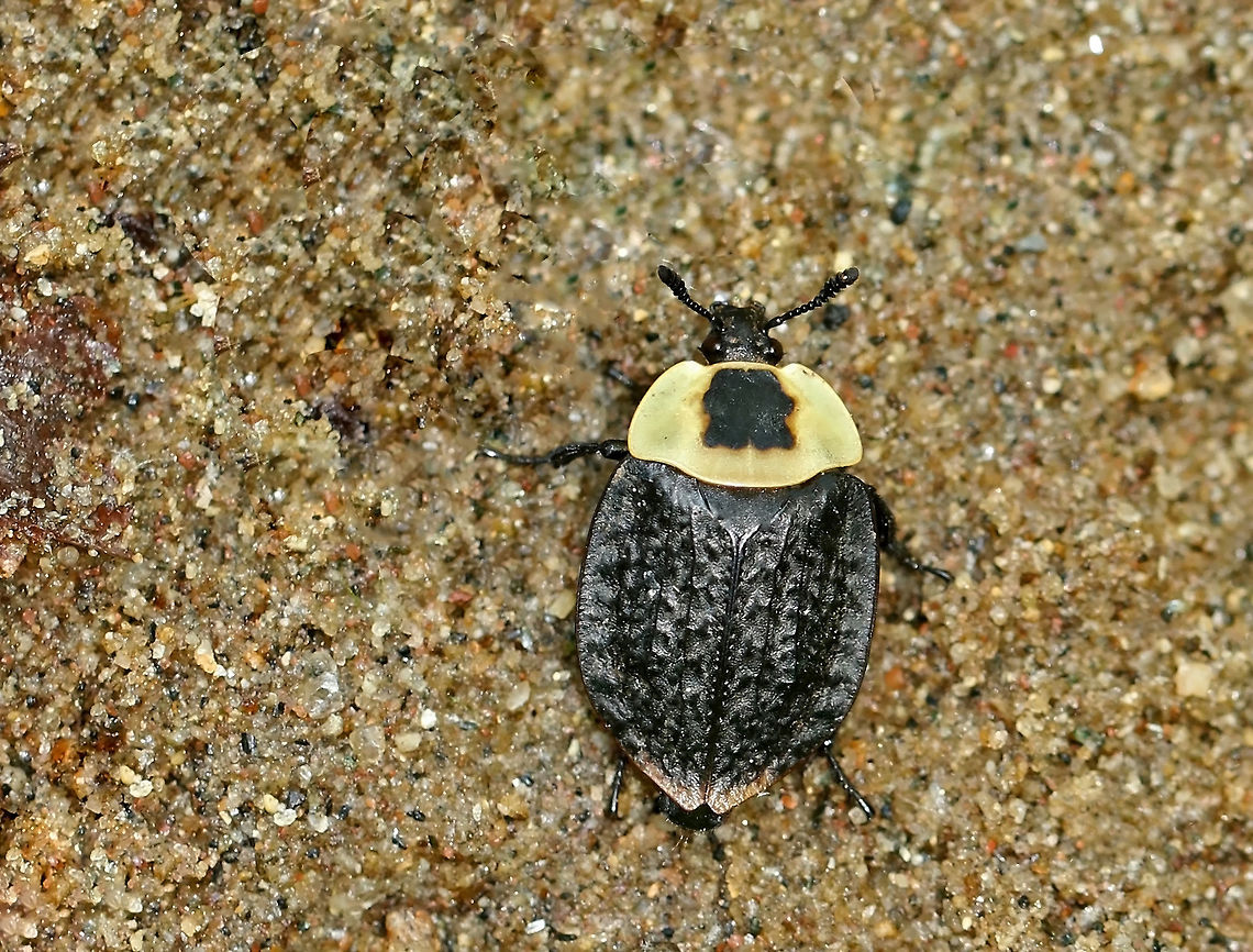 American Carrion Beetle - Necrophila americana Such a cool find! This beetle was moving fast, but I managed to get a quick shot of it!<br />
<br />
Approximately 20 mm long. The pronotum is pale yellow with a black splotch in the center. Elytra are black with yellow tips.  I spotted this beetle on the side of a river in a deciduous forest.<br />
<br />
Carrion beetles lay eggs in raw flesh. After hatching, the larvae consume the carrion. Larvae (and adults) also eat fly and beetle larvae that compete for the same food sources.<br />
<br />
 American Carrion Beetle,American carrion beetle,Crusader Carrion Beetle,Geotagged,Necrophila,Necrophila americana,Silphidae,Spring,United States,beetle,carrion beetle