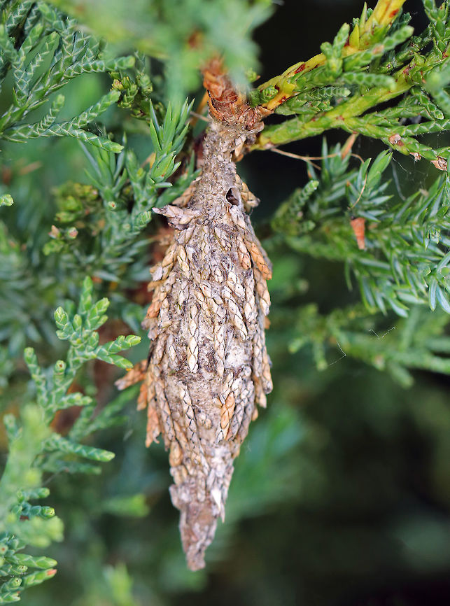 Evergreen Bagworm Moth - Thyridopteryx ephemeraeformis Bagworms are not really worms, but are caterpillars - they are the immature stage of a moth. They&#039;re called &quot;bagworms&quot; because they construct bags/cases that are covered with pieces of twigs and/or leaves. <br />
<br />
In this species, the larvae emerge from the carcass of their mother in her pupal case. These newborn larva emerge from the bottom of the hanging case and drop down on a strand of silk. The wind will then blow them to a nearby plant where they can build their own cases made of silk, fecal material, and plant bits. Adult males transform into moths in about four weeks and immediately seek out females for mating. The females never leave the cocoon, but wait for a male to stick its abdomen through the opening at the end of her case so they can mate. Females do not have eyes, legs, wings, or antennae...and, they can&#039;t eat.  After her death, her offspring hatch and then pass through her body and leave the case.  <br />
<br />
This case was pretty big - around 5 cm long. I cut it open, and found remnants of a female carcass, other debris, and frass. I&#039;m not sure what kind of tree it was on, but it was some kind of arborvitae. If you look closely, you can see the hole in the top right of the case.<br />
<br />
<figure class="photo"><a href="https://www.jungledragon.com/image/61550/evergreen_bagworm_moth_-_thyridopteryx_ephemeraeformis.html" title="Evergreen Bagworm Moth - Thyridopteryx ephemeraeformis"><img src="https://s3.amazonaws.com/media.jungledragon.com/images/3232/61550_thumb.jpg?AWSAccessKeyId=05GMT0V3GWVNE7GGM1R2&Expires=1759968010&Signature=xjg%2BC%2FrM6vk1DenJUKS40nNWf7A%3D" width="200" height="158" alt="Evergreen Bagworm Moth - Thyridopteryx ephemeraeformis Bagworms are not really worms, but are caterpillars - they are the immature stage of a moth. They&#039;re called &quot;bagworms&quot; because they construct bags/cases that are covered with pieces of twigs and/or leaves. <br />
<br />
In this species, the larvae emerge from the carcass of their mother in her pupal case. These newborn larva emerge from the bottom of the hanging case and drop down on a strand of silk. The wind will then blow them to a nearby plant where they can build their own cases made of silk, fecal material, and plant bits. Adult males transform into moths in about four weeks and immediately seek out females for mating. The females never leave the cocoon, but wait for a male to stick its abdomen through the opening at the end of her case so they can mate. Females do not have eyes, legs, wings, or antennae...and, they can&#039;t eat.  After her death, her offspring hatch and then pass through her body and leave the case.  <br />
<br />
This case was pretty big - around 5 cm long. I cut it open, and found remnants of a female carcass, other debris, and frass. I&#039;m not sure what kind of tree it was on, but it was some kind of arborvitae. This photo shows the hole that was in the top of the case - I&#039;m assuming it&#039;s the hole the male used to mate with the female.<br />
<br />
https://www.jungledragon.com/image/61549/evergreen_bagworm_moth_-_thyridopteryx_ephemeraeformis.html Evergreen Bagworm,Evergreen Bagworm Moth,Geotagged,Spring,Thyridopteryx ephemeraeformis,United States" /></a></figure> Evergreen Bagworm,Geotagged,North American bagworm,Spring,Thyridopteryx,Thyridopteryx ephemeraeformis,United States,bagworm,bagworm moth,common bagworm,common basket worm,eastern bagworm,moth week 2018