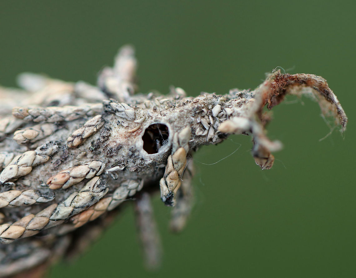 Evergreen Bagworm Moth - Thyridopteryx ephemeraeformis Bagworms are not really worms, but are caterpillars - they are the immature stage of a moth. They&#039;re called &quot;bagworms&quot; because they construct bags/cases that are covered with pieces of twigs and/or leaves. <br />
<br />
In this species, the larvae emerge from the carcass of their mother in her pupal case. These newborn larva emerge from the bottom of the hanging case and drop down on a strand of silk. The wind will then blow them to a nearby plant where they can build their own cases made of silk, fecal material, and plant bits. Adult males transform into moths in about four weeks and immediately seek out females for mating. The females never leave the cocoon, but wait for a male to stick its abdomen through the opening at the end of her case so they can mate. Females do not have eyes, legs, wings, or antennae...and, they can&#039;t eat.  After her death, her offspring hatch and then pass through her body and leave the case.  <br />
<br />
This case was pretty big - around 5 cm long. I cut it open, and found remnants of a female carcass, other debris, and frass. I&#039;m not sure what kind of tree it was on, but it was some kind of arborvitae. This photo shows the hole that was in the top of the case - I&#039;m assuming it&#039;s the hole the male used to mate with the female.<br />
<br />
<figure class="photo"><a href="https://www.jungledragon.com/image/61549/evergreen_bagworm_moth_-_thyridopteryx_ephemeraeformis.html" title="Evergreen Bagworm Moth - Thyridopteryx ephemeraeformis"><img src="https://s3.amazonaws.com/media.jungledragon.com/images/3232/61549_thumb.jpg?AWSAccessKeyId=05GMT0V3GWVNE7GGM1R2&Expires=1759968010&Signature=8q%2Bc11BBL6j6nd5GqulEMFF4GaY%3D" width="114" height="152" alt="Evergreen Bagworm Moth - Thyridopteryx ephemeraeformis Bagworms are not really worms, but are caterpillars - they are the immature stage of a moth. They&#039;re called &quot;bagworms&quot; because they construct bags/cases that are covered with pieces of twigs and/or leaves. <br />
<br />
In this species, the larvae emerge from the carcass of their mother in her pupal case. These newborn larva emerge from the bottom of the hanging case and drop down on a strand of silk. The wind will then blow them to a nearby plant where they can build their own cases made of silk, fecal material, and plant bits. Adult males transform into moths in about four weeks and immediately seek out females for mating. The females never leave the cocoon, but wait for a male to stick its abdomen through the opening at the end of her case so they can mate. Females do not have eyes, legs, wings, or antennae...and, they can&#039;t eat.  After her death, her offspring hatch and then pass through her body and leave the case.  <br />
<br />
This case was pretty big - around 5 cm long. I cut it open, and found remnants of a female carcass, other debris, and frass. I&#039;m not sure what kind of tree it was on, but it was some kind of arborvitae. If you look closely, you can see the hole in the top right of the case.<br />
<br />
https://www.jungledragon.com/image/61550/evergreen_bagworm_moth_-_thyridopteryx_ephemeraeformis.html Evergreen Bagworm,Geotagged,North American bagworm,Spring,Thyridopteryx,Thyridopteryx ephemeraeformis,United States,bagworm,bagworm moth,common bagworm,common basket worm,eastern bagworm,moth week 2018" /></a></figure> Evergreen Bagworm,Evergreen Bagworm Moth,Geotagged,Spring,Thyridopteryx ephemeraeformis,United States